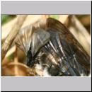 Stylops melittae - Faecherfluegler m12 5mm an Andrena vaga.jpg